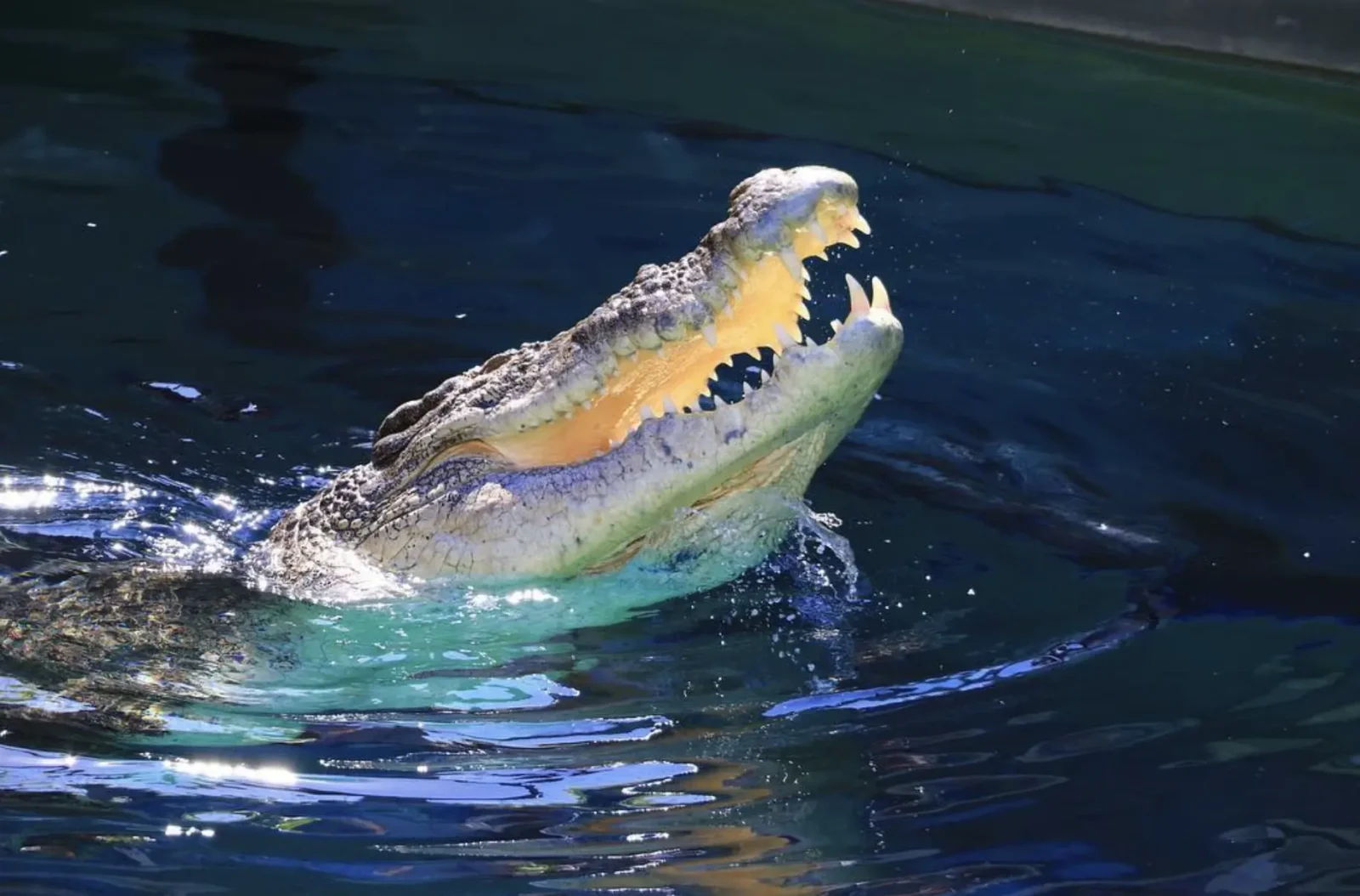 The Crocodile Life Cycle
